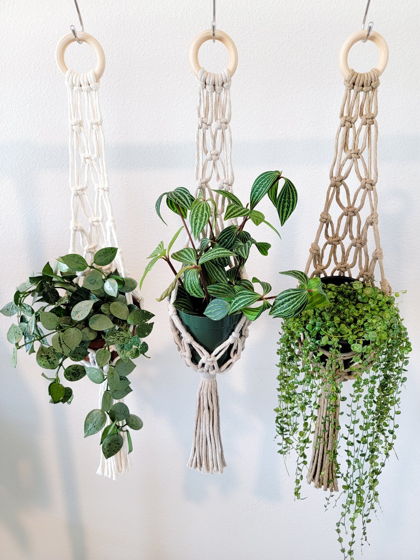 Regular Net Plant Hanger